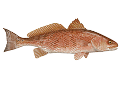 redfish