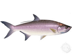 Tarpon