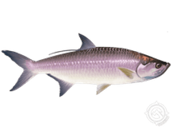 Tarpon